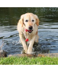 Trixie: Plutajuća motivaciona igračka od gume