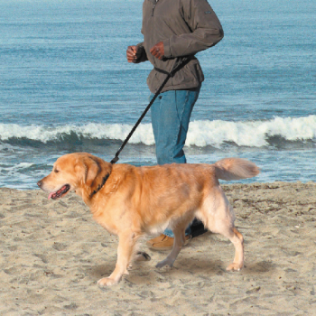 Nobby: Povodac za pse Jogging