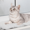 Trixie Harvey ležaljka za mačke za prozorsku klupicu