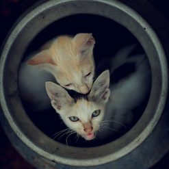 Tuneli za mačke